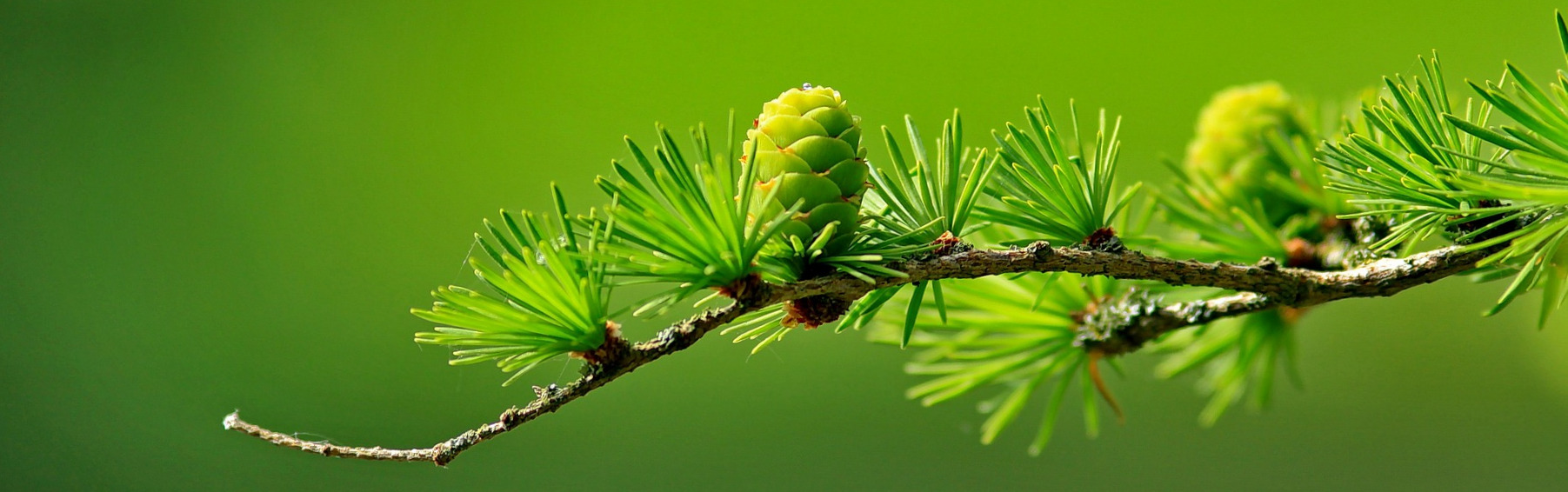 _banner_larch-163340_1920