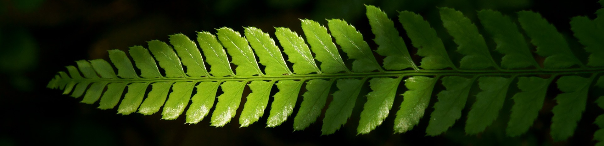 _banner_the-leaves-1054404_1920